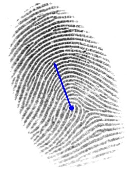 2D fingerprint pose estimation