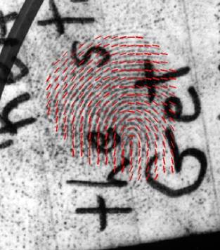 Latent fingerprint feature extraction