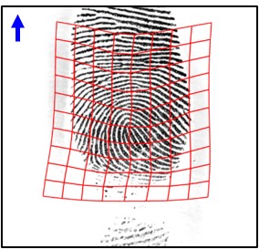 Rectification of distorted fingerprint