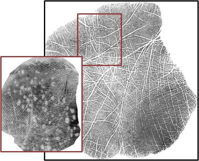 Latent palmprint